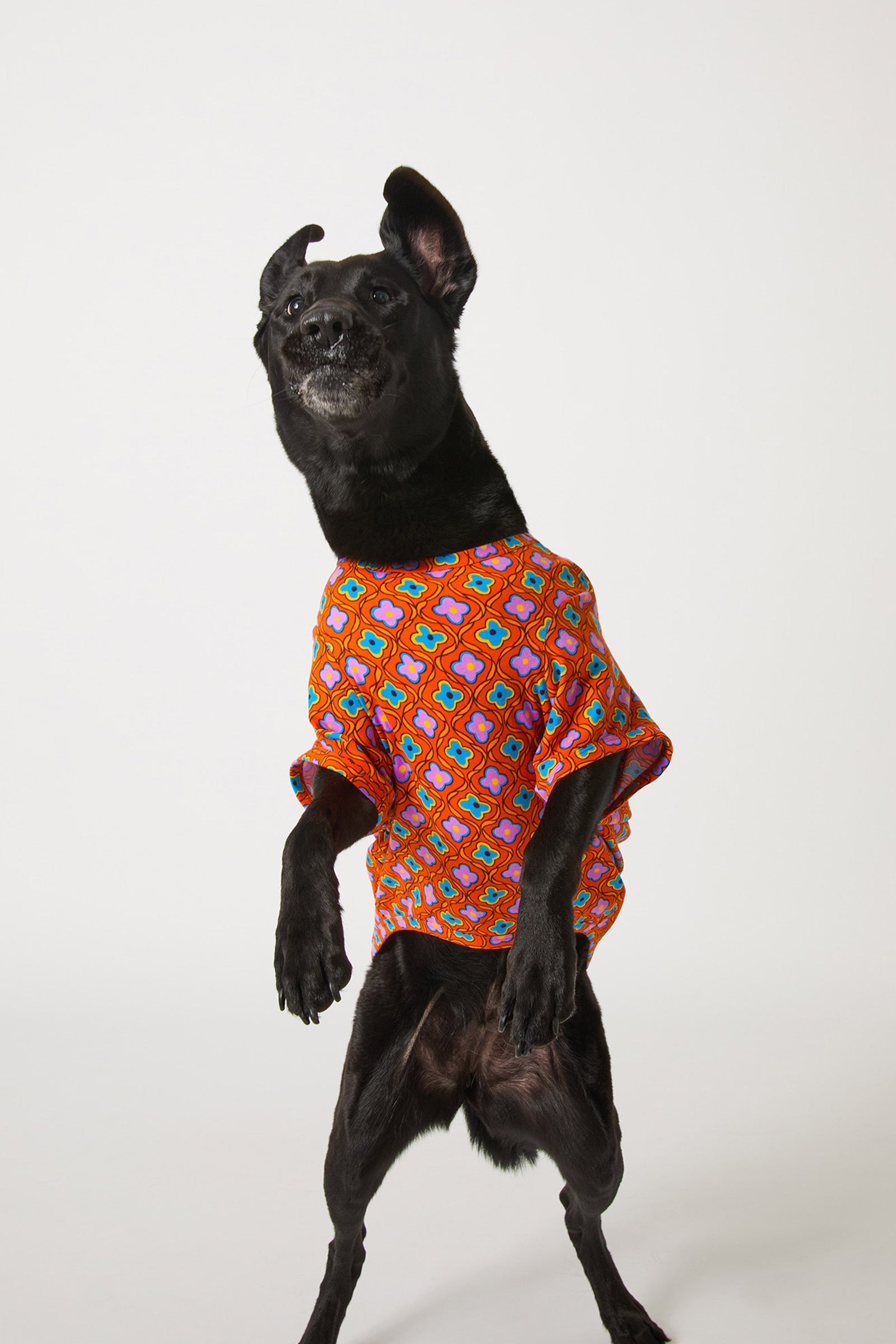 Dog Pajama - Daisy Foulard