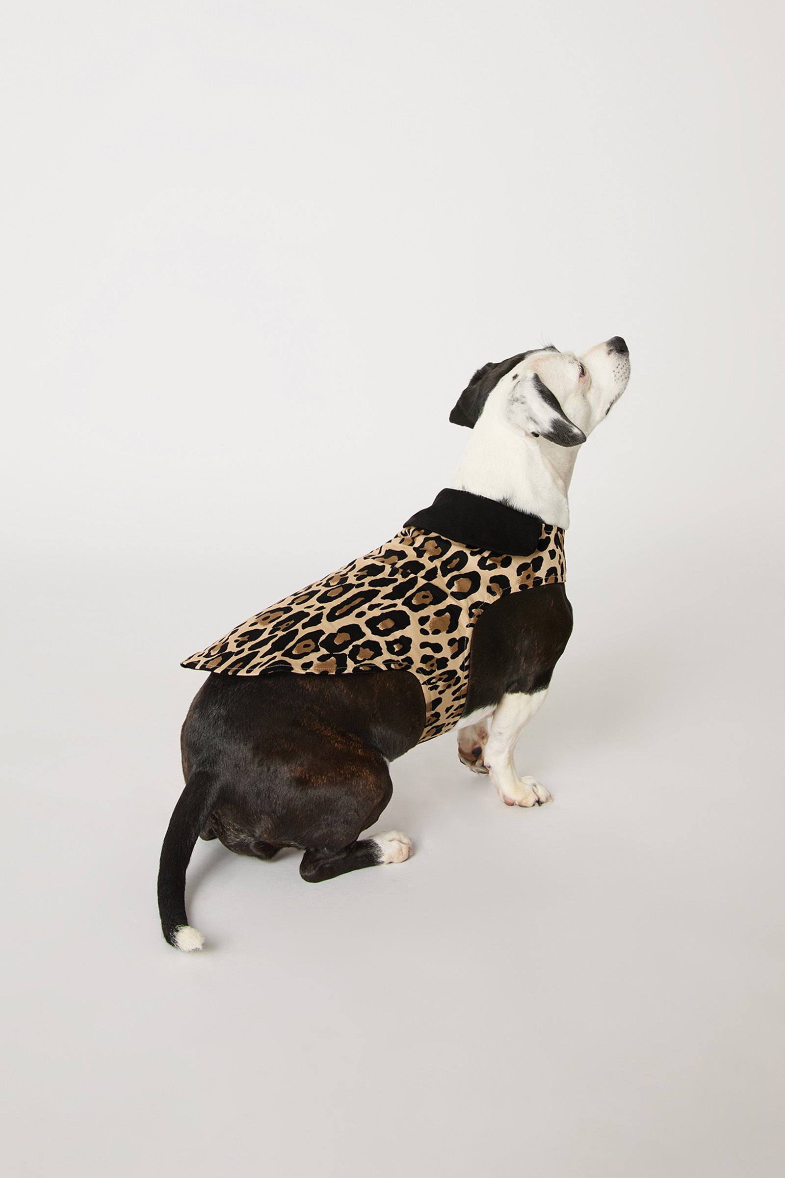 Dog Pajama - Leopard Stripe