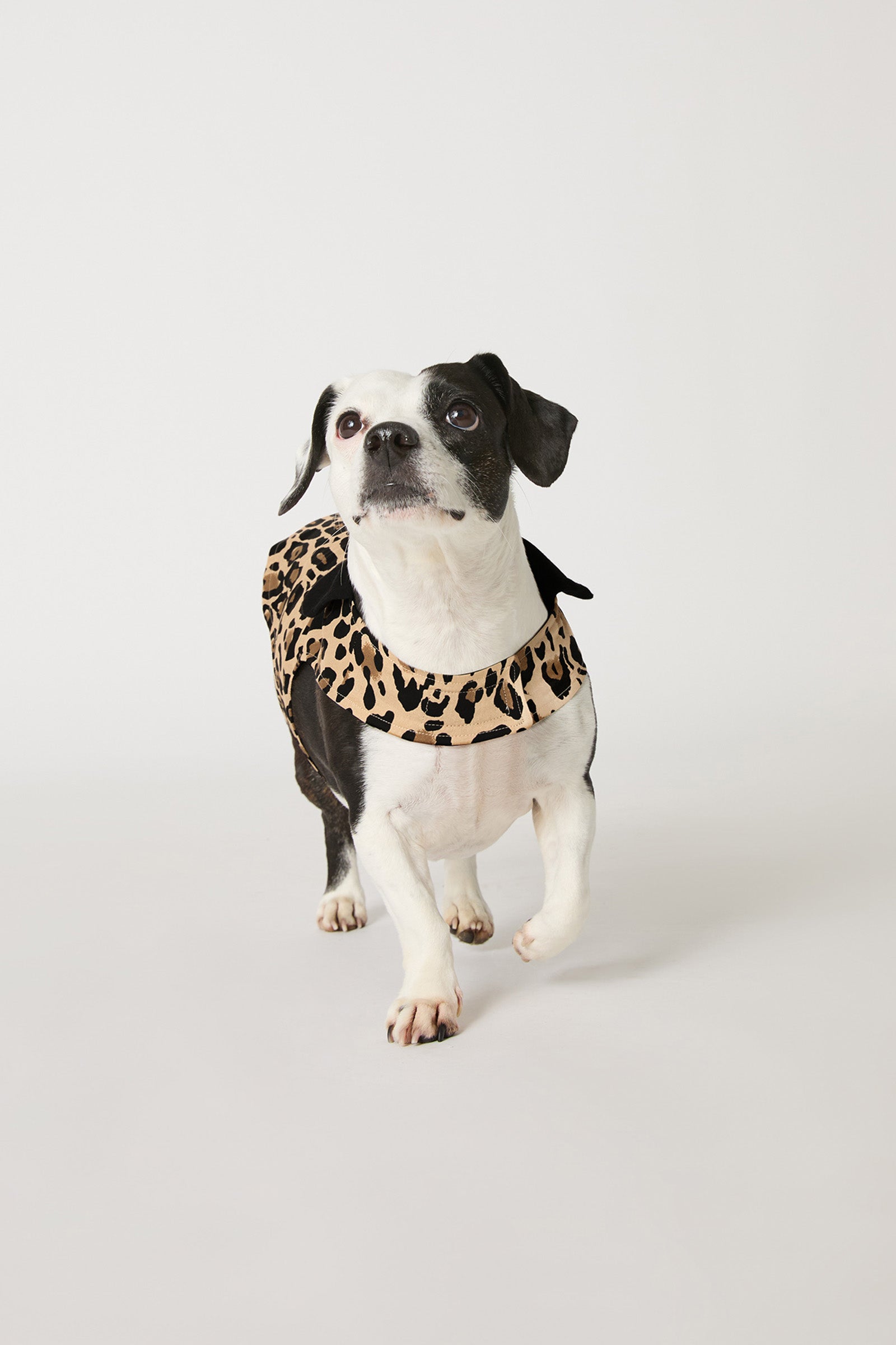 Dog Pajama - Leopard Stripe